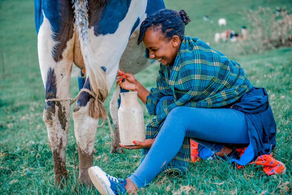 Traire une vache